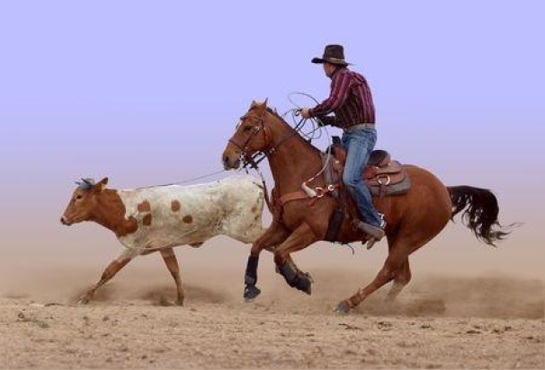 What Is A Roping Horse Saddle?