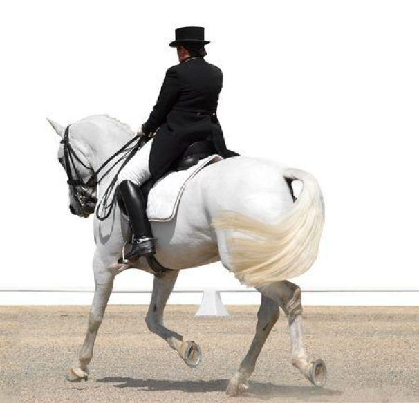 What Is The Equestrian Sport Of Dressage?