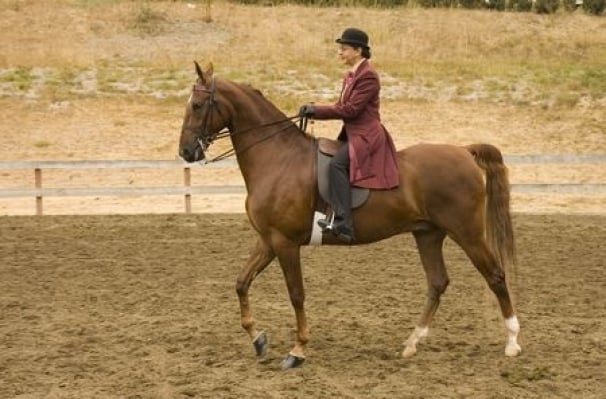 What Makes Saddle Seat Riding Different From Other English Disciplines?